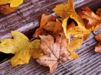 Autumn colours PA221755